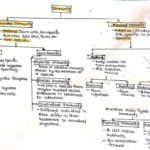 Classification of Immunity