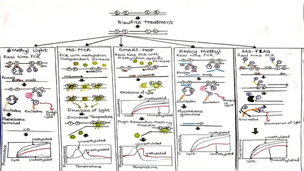 Genetic Methylation Test - No.1 Best information. 6 Bisulfite treatment OR Bisulfite-Based Analysis