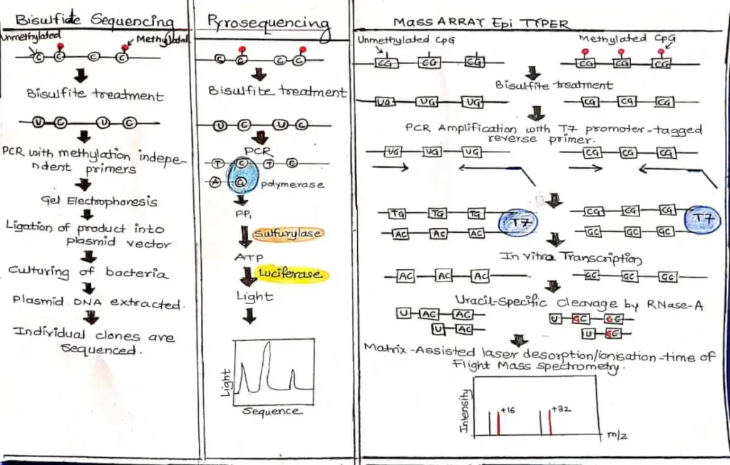 Genetic Methylation Test - No.1 Best information. 7 FIGURE C2.Bisulfite treatment OR Bisulfite-Based Analysis