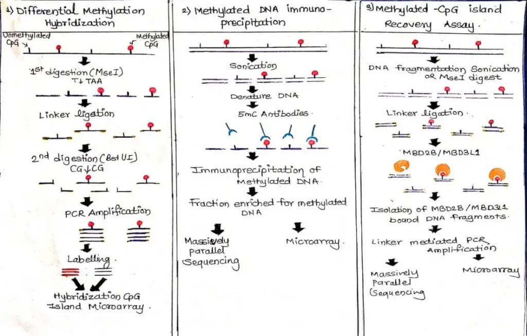 Genetic Methylation Test - No.1 Best information. 5 FIGURE B.Affinity-Based Analysis or Affinity-Based Methylation Analysis
