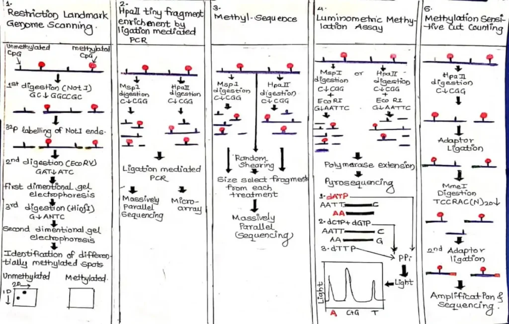 Genetic Methylation Test - No.1 Best information. 4 FIGURE A. Restriction enzyme (RE) digestion