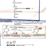 Genetic Methylation Test