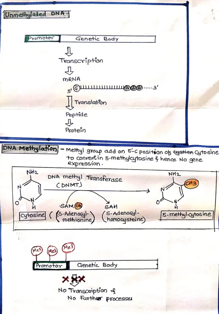 Genetic Methylation Test - No.1 Best information. 1 Genetic Methylation Test