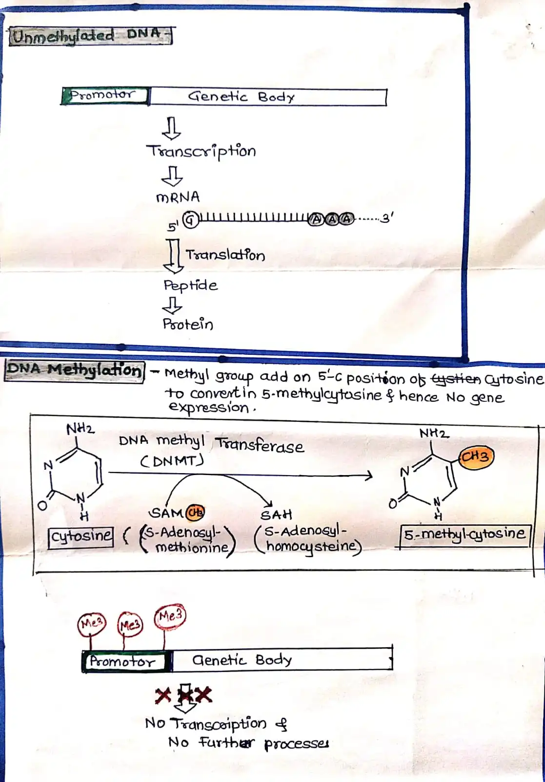 Genetic Methylation Test