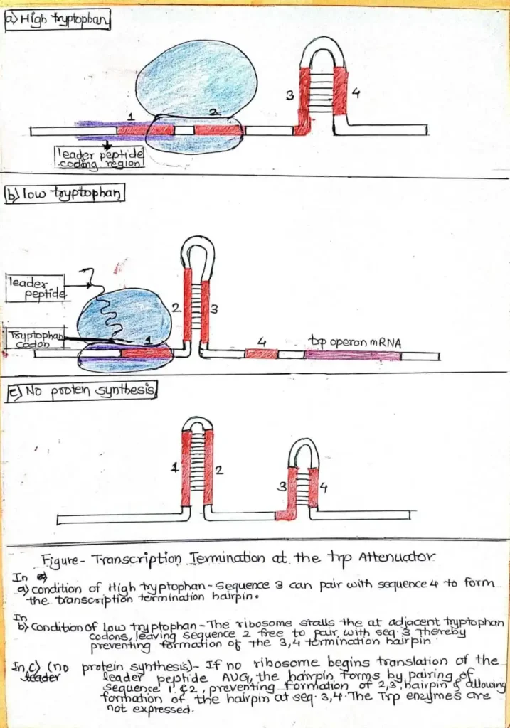 Trp Operon - No.1 simple and best information with diagram 4 attenuation