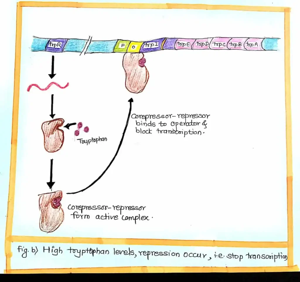 Trp Operon - No.1 simple and best information with diagram 3 if tryptophan is high