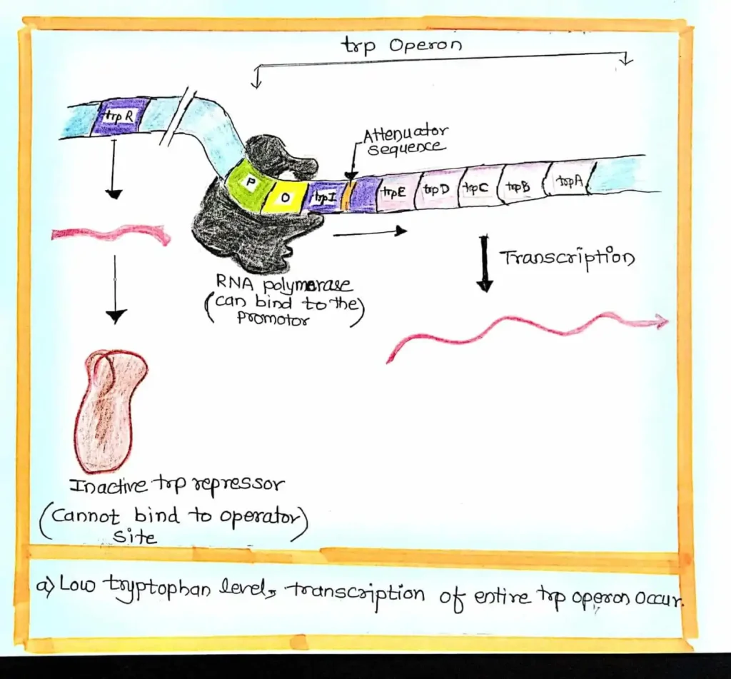 Trp Operon - No.1 simple and best information with diagram 2 if tryptophan low