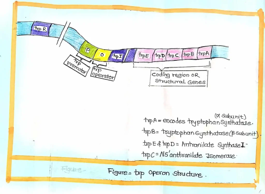 Trp Operon - No.1 simple and best information with diagram 1 trp operon - No.1 simple and best information with diagram
