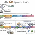 Lac operon diagram explained