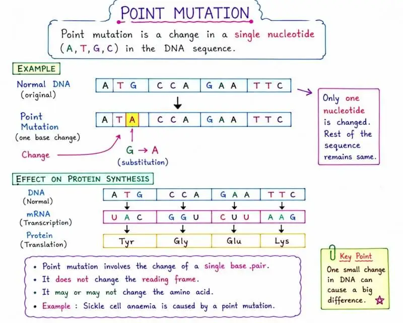 Point Mutation Diagram