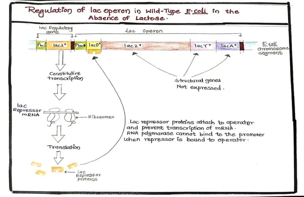 Regulation of lac operon in absence of lactose