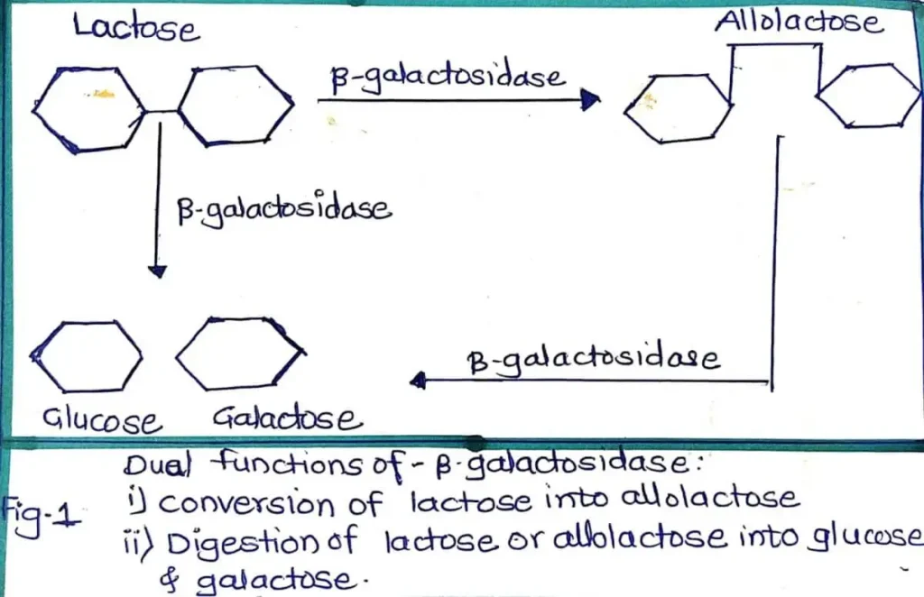 Duel function of beta Galactosidase