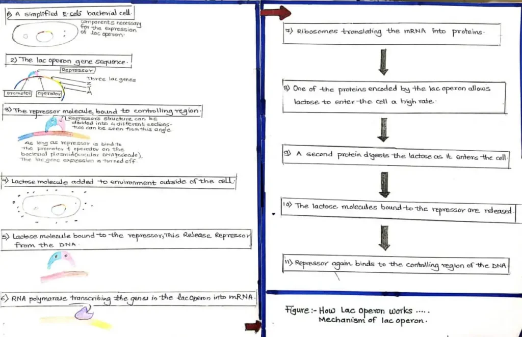 Mechanism of lac operon
