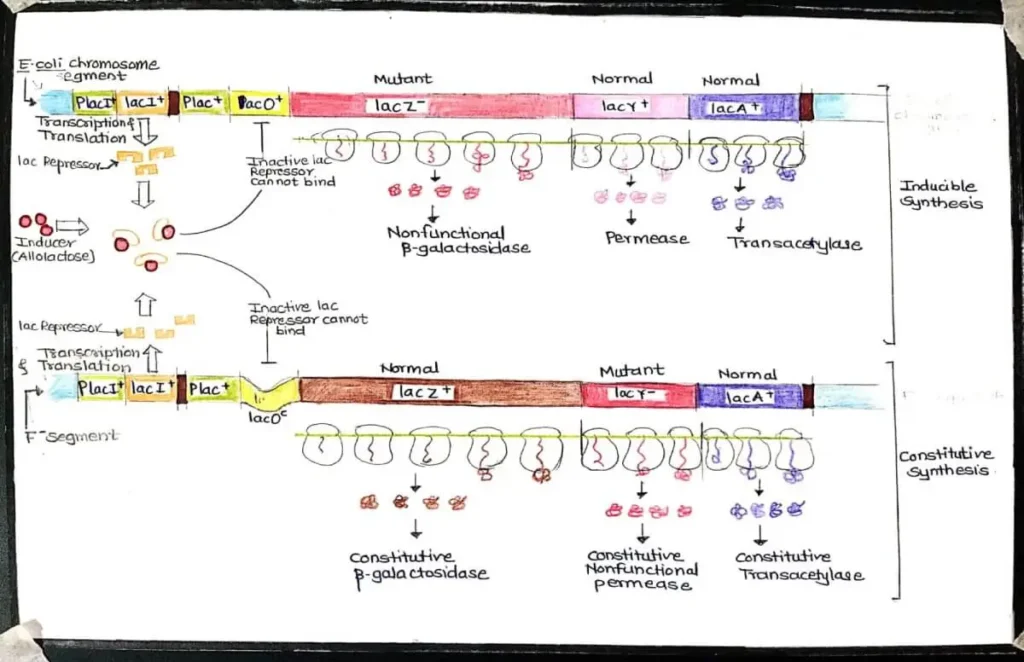 Structural gene mutation