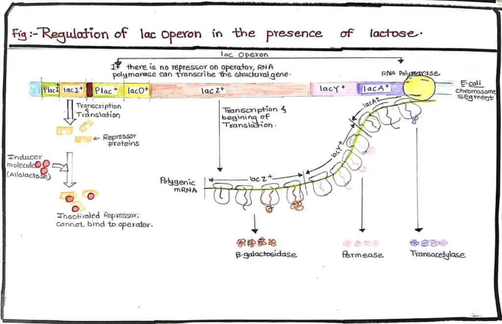 Regulation of lac operon in presence of lactose