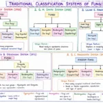 Classification of fungi with Diagram