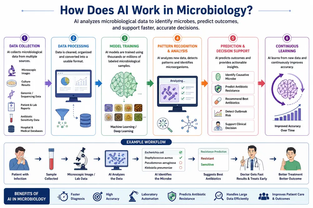 What is Artificial Intelligence in Microbiology? Top 15 Best Points. 3 How Does AI Work in Microbiology?