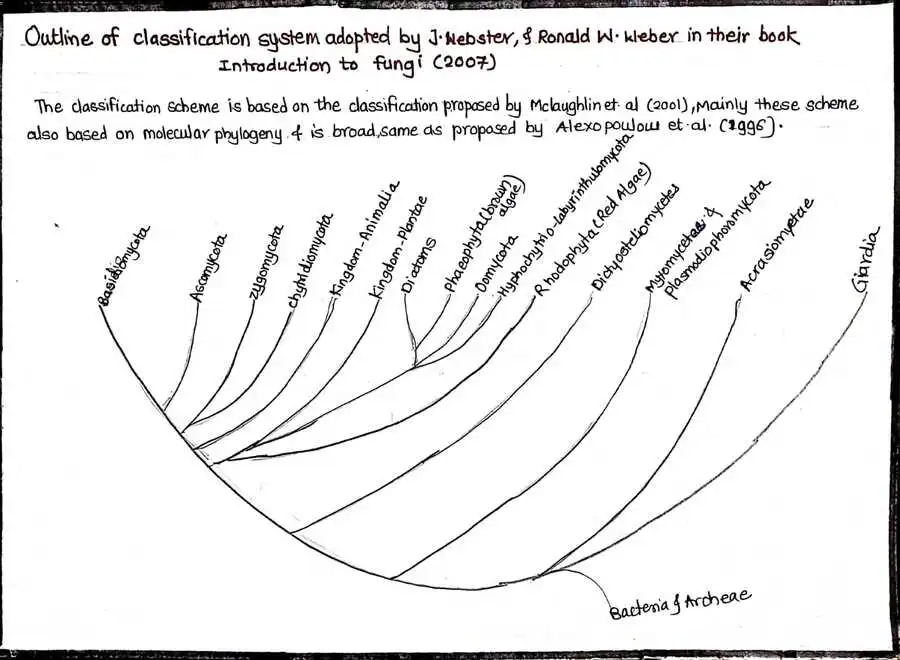 Modern Classification of Fungi