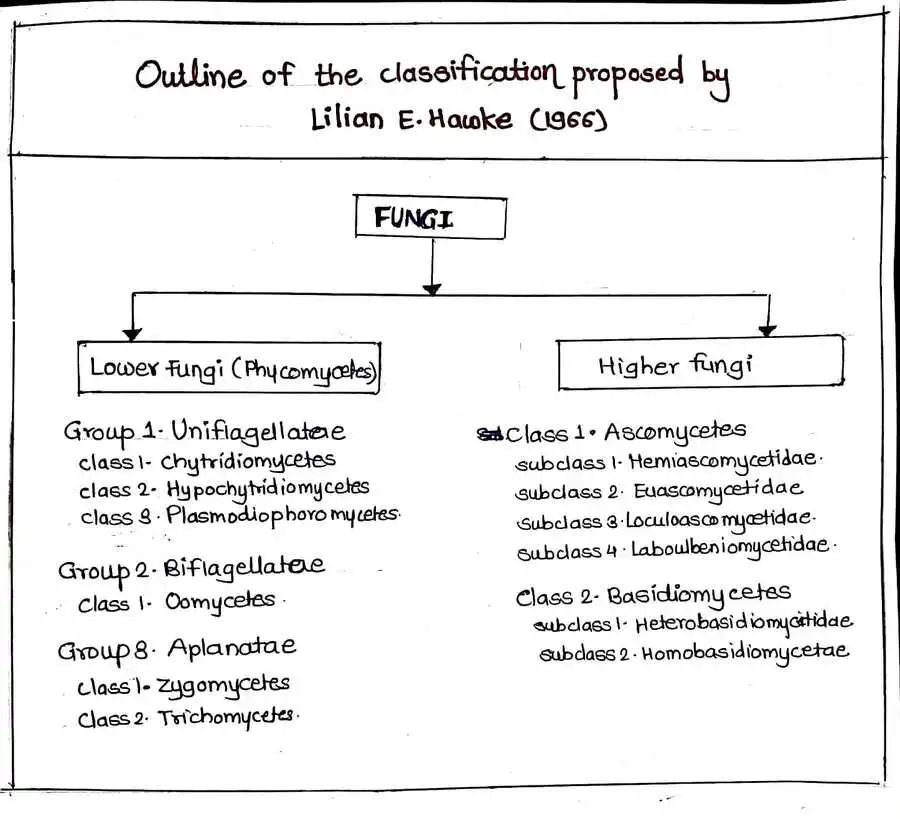 Outline of the Classification proposed by Lilian E Hawke (1966)