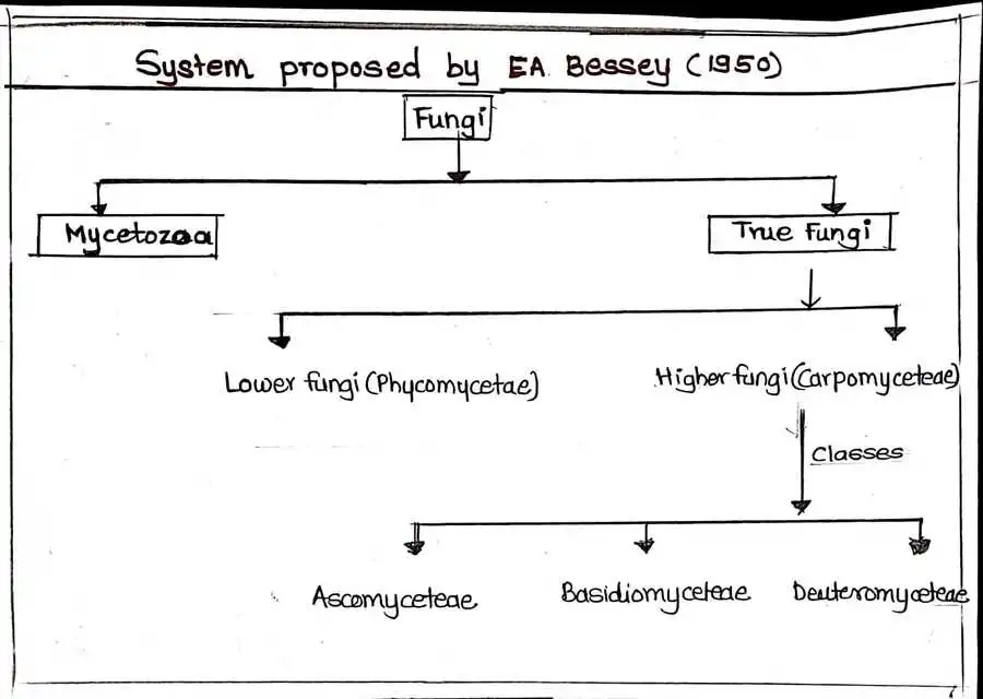 The E. A. Bessey system (1950) classification system for fungi.