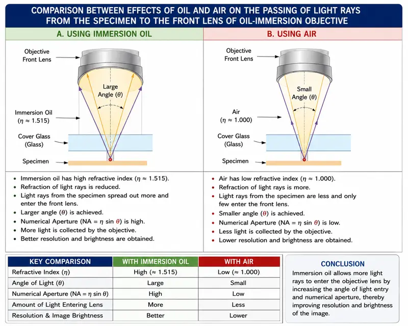 What Is the Resolution or Resolving Power of a Microscope? 7 Essential Facts Explained 4 comparision between effects of oil and air on the passing of light rays from the specimen to the front lens of oil-immersion objects