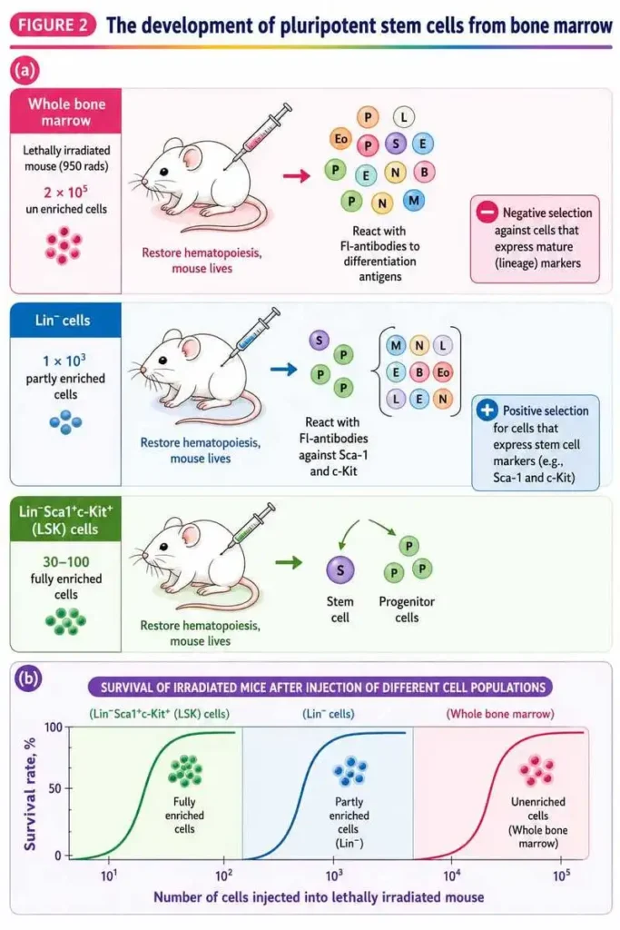 Current approaches for enrichment of the pluripotent stem cells from bone marrow. 