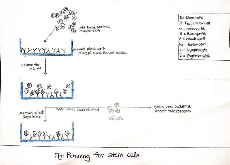Panning for stem cells