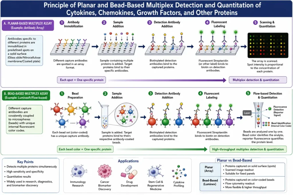 Methods Used to Map the Secretome: 10 Powerful Secrets Explained 3 Principle of planar and bead-based multiplex detection and quantitation of cytokines, chemokines, growth factors, and other proteins.