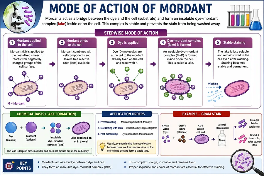 Mode of action of Mordant