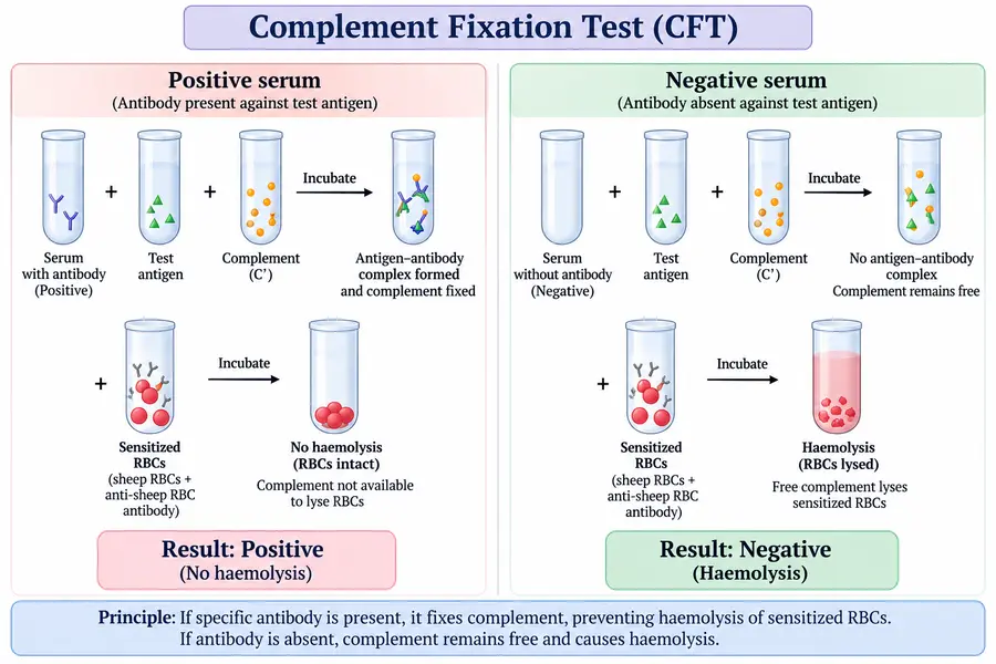 Complement Fixation Test (Wassermann’s Test for Syphilis): Powerful Facts, Principle & Results 4 complement-fixation-test-procedure