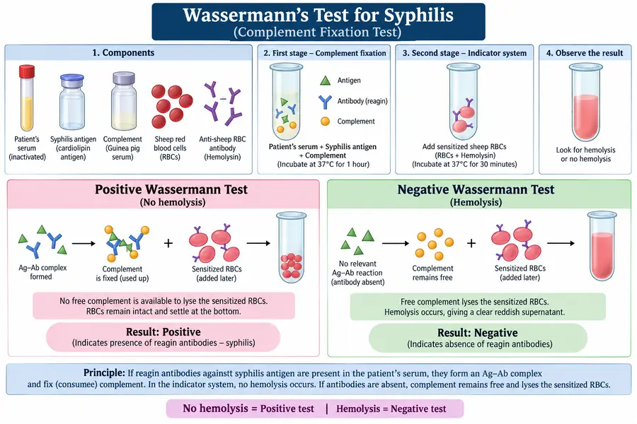 Complement Fixation Test (Wassermann’s Test for Syphilis): Powerful Facts, Principle & Results 5 Wasserman’s test for syphilis