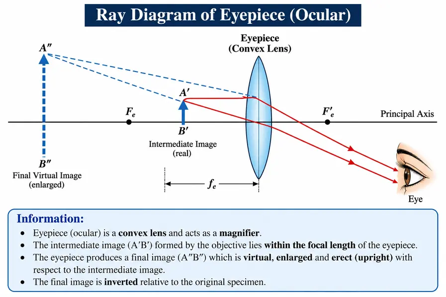 Types, Ray Diagrams, and Functions of Condensers, Eyepieces, and Objectives: Powerful & Amazing Explanations 4 Basic Ray Diagram of an Eyepiece